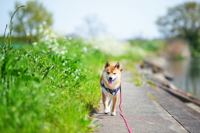 ペットシッター・犬のお散歩代行サービス開業サポート
